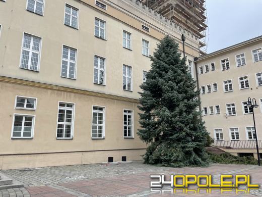 Choinka już obecna na Opolskim Rynku