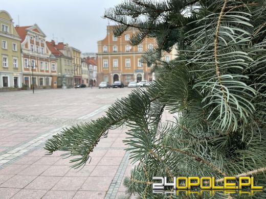 Choinka już obecna na Opolskim Rynku