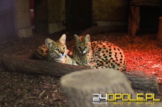 Jesienne uroki Opolskiego Zoo - dlaczego warto odwiedzić je właśnie teraz? Zobacz!