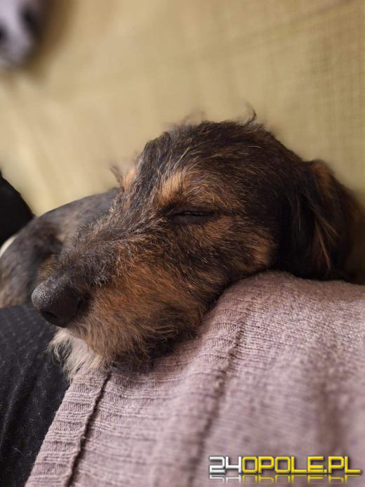 Zbiórka ostatniej szansy dla Rino - bezdomny pies potrzebuje pomocy na leczenie