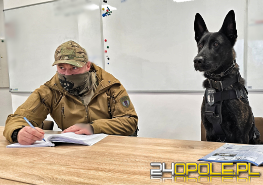 Pierwszy bojowy pies Policji na Opolszczyźnie. Poznajcie Thora