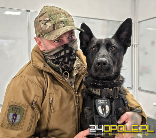 Pierwszy bojowy pies Policji na Opolszczyźnie. Poznajcie Thora
