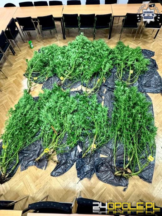  Kluczborscy kryminalni przejęli narkotyki za ponad 100 tysięcy złotych