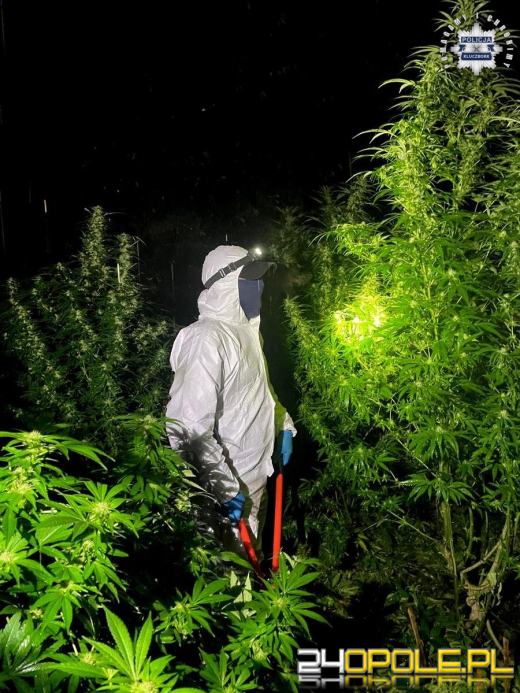  Kluczborscy kryminalni przejęli narkotyki za ponad 100 tysięcy złotych