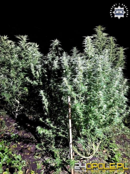  Kluczborscy kryminalni przejęli narkotyki za ponad 100 tysięcy złotych