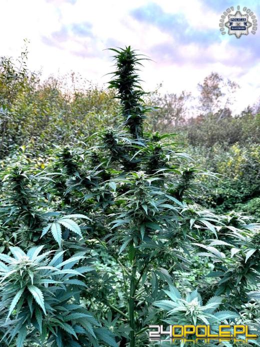  Kluczborscy kryminalni przejęli narkotyki za ponad 100 tysięcy złotych