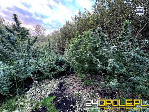  Kluczborscy kryminalni przejęli narkotyki za ponad 100 tysięcy złotych