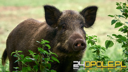 3028 dzików do odstrzału na Opolszczyźnie. Walka z rozprzestrzenianiem się ASF