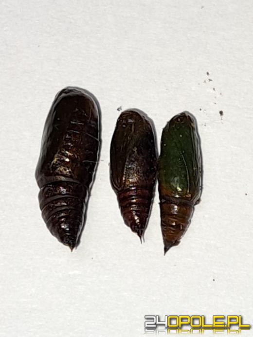 Wielkie poszukiwania w opolskich lasach? Czego szukają leśnicy?