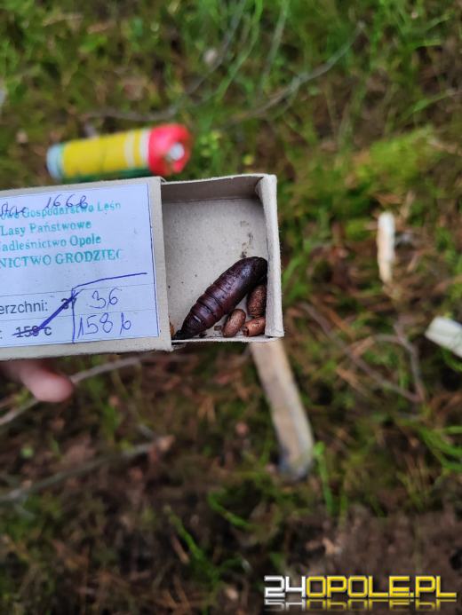 Wielkie poszukiwania w opolskich lasach? Czego szukają leśnicy?