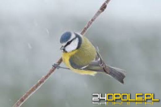 Jak przygotować karmę dla sikorek? Czego unikać w dokarmianiu ptaków zimą