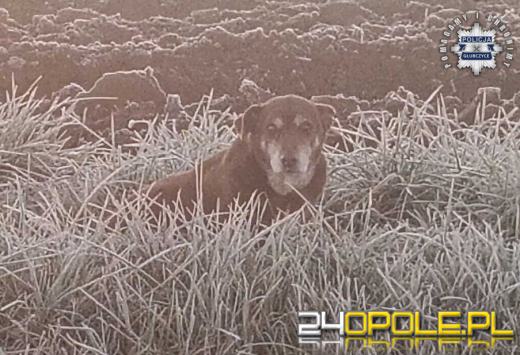 Policjant uratował wyziębionego i błąkającego się psa