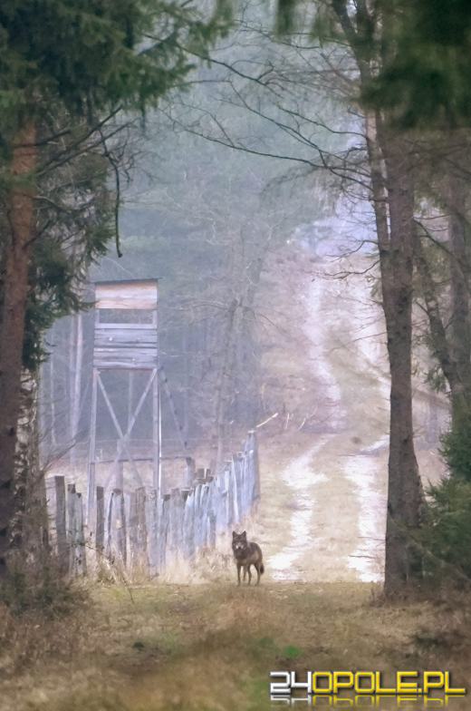 "Z Szarym za płotem" - wilczy goście w okolicach Opola