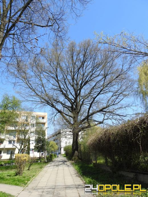 Pierwszy pomnik przyrody na Zaodrzu - dąb szypułkowy pod ochroną