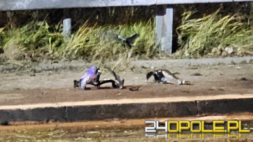 Śmiertelny wypadek motocyklisty na ulicy Niemodlińskiej 