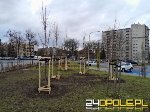 Ostatnie tegoroczne nasadzenia w Opolu - setki nowych drzew i krzewów