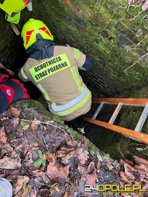 Uwięziony pies uratowany przez strażaków w Racławicach Śląskich