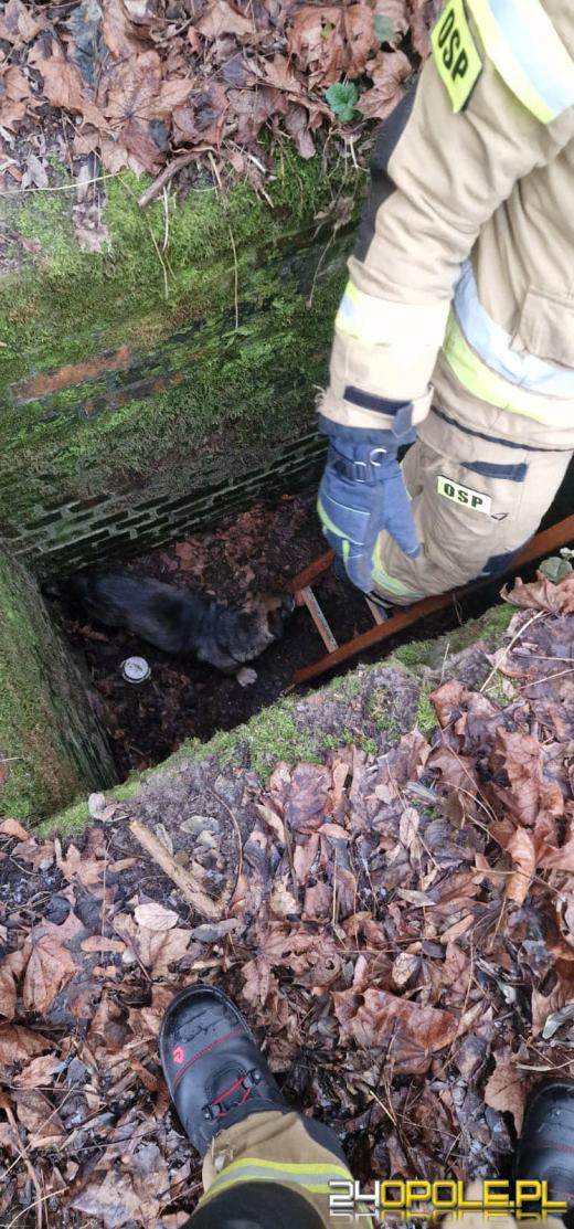 Uwięziony pies uratowany przez strażaków w Racławicach Śląskich