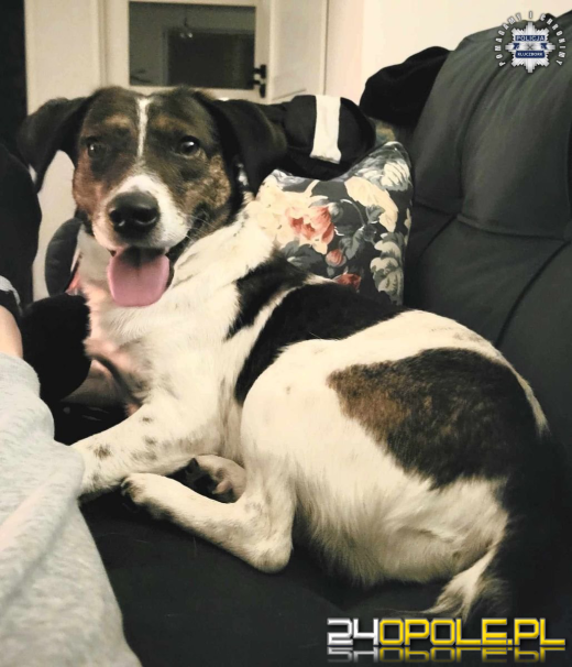 Policjanci swoją akcją znaleźli dom dla psich sierot