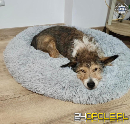 Policjanci swoją akcją znaleźli dom dla psich sierot