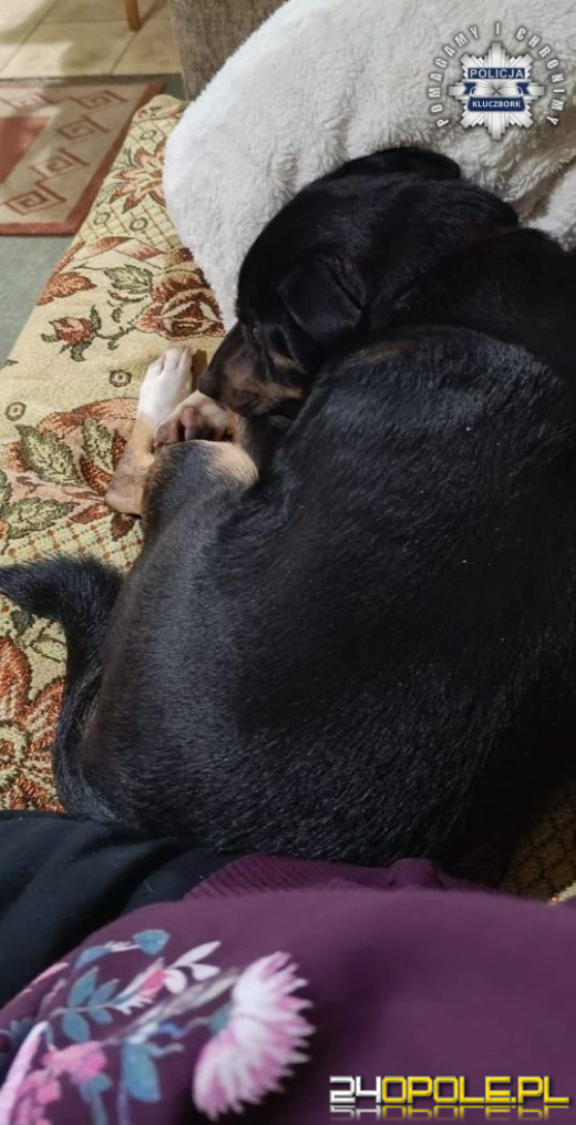 Policjanci swoją akcją znaleźli dom dla psich sierot