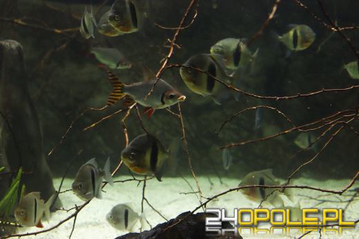 Zoo Opole z rekordową liczbą odwiedzin w 2024 roku!