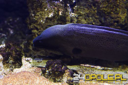 Zoo Opole z rekordową liczbą odwiedzin w 2024 roku!