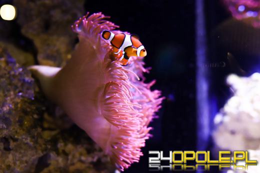 Zoo Opole z rekordową liczbą odwiedzin w 2024 roku!