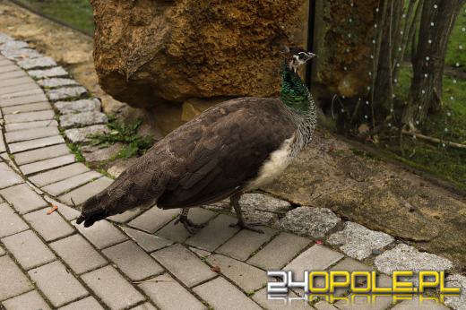 Zoo Opole z rekordową liczbą odwiedzin w 2024 roku!