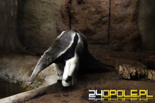 Zoo Opole z rekordową liczbą odwiedzin w 2024 roku!