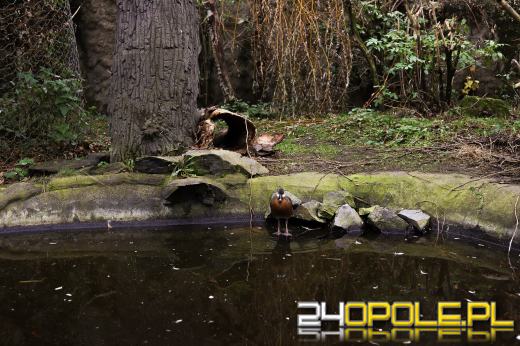 Zoo Opole z rekordową liczbą odwiedzin w 2024 roku!