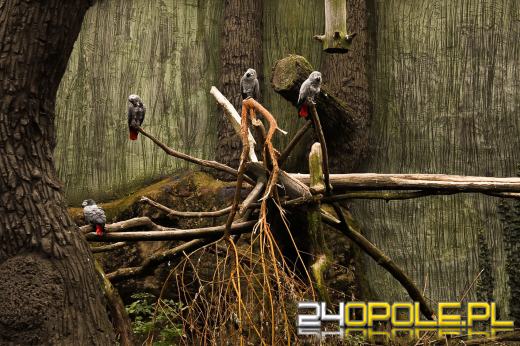 Zoo Opole z rekordową liczbą odwiedzin w 2024 roku!