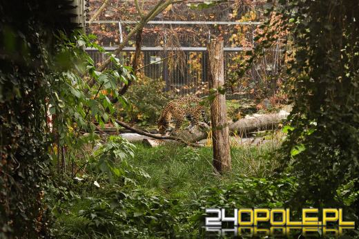 Zoo Opole z rekordową liczbą odwiedzin w 2024 roku!