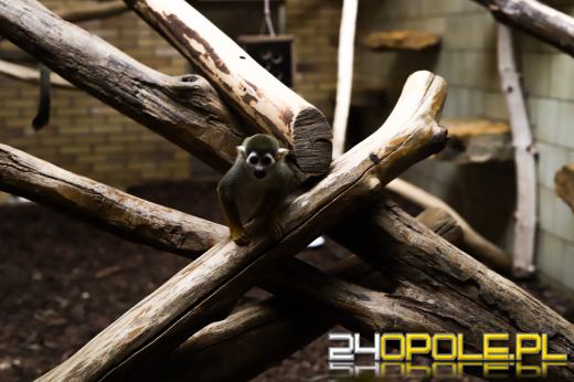 Zoo Opole z rekordową liczbą odwiedzin w 2024 roku!