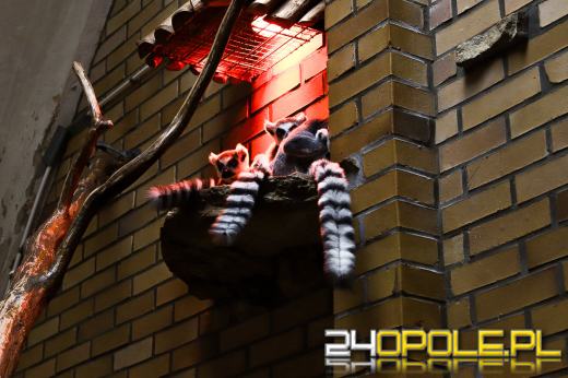 Zoo Opole z rekordową liczbą odwiedzin w 2024 roku!