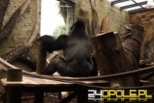 Zoo Opole z rekordową liczbą odwiedzin w 2024 roku!