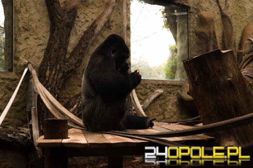 Zoo Opole z rekordową liczbą odwiedzin w 2024 roku!