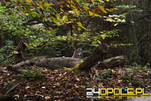 Zoo Opole z rekordową liczbą odwiedzin w 2024 roku!