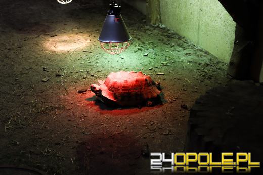 Zoo Opole z rekordową liczbą odwiedzin w 2024 roku!