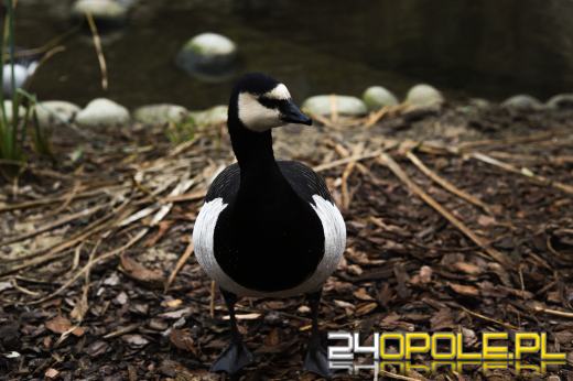 Zoo Opole z rekordową liczbą odwiedzin w 2024 roku!