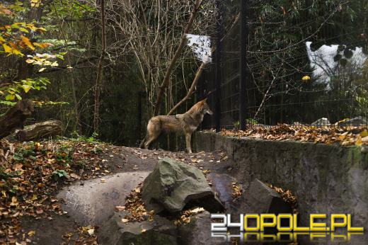 Zoo Opole z rekordową liczbą odwiedzin w 2024 roku!