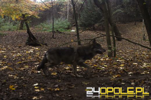Zoo Opole z rekordową liczbą odwiedzin w 2024 roku!