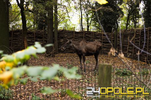 Zoo Opole z rekordową liczbą odwiedzin w 2024 roku!