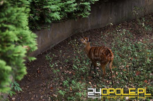 Zoo Opole z rekordową liczbą odwiedzin w 2024 roku!