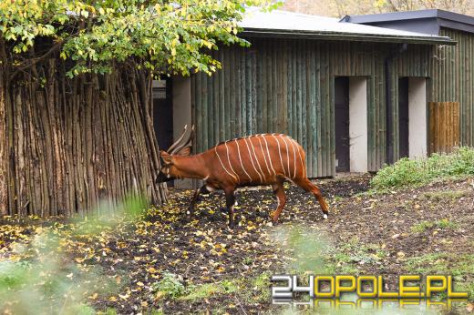 Zoo Opole z rekordową liczbą odwiedzin w 2024 roku!