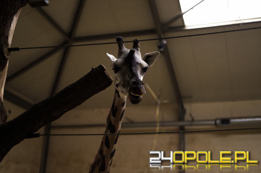 Zoo Opole z rekordową liczbą odwiedzin w 2024 roku!