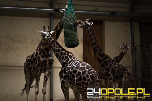 Zoo Opole z rekordową liczbą odwiedzin w 2024 roku!
