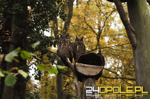 Zoo Opole z rekordową liczbą odwiedzin w 2024 roku!