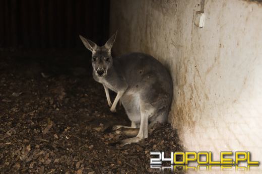 Zoo Opole z rekordową liczbą odwiedzin w 2024 roku!