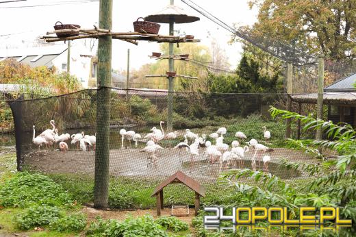 Zoo Opole z rekordową liczbą odwiedzin w 2024 roku!